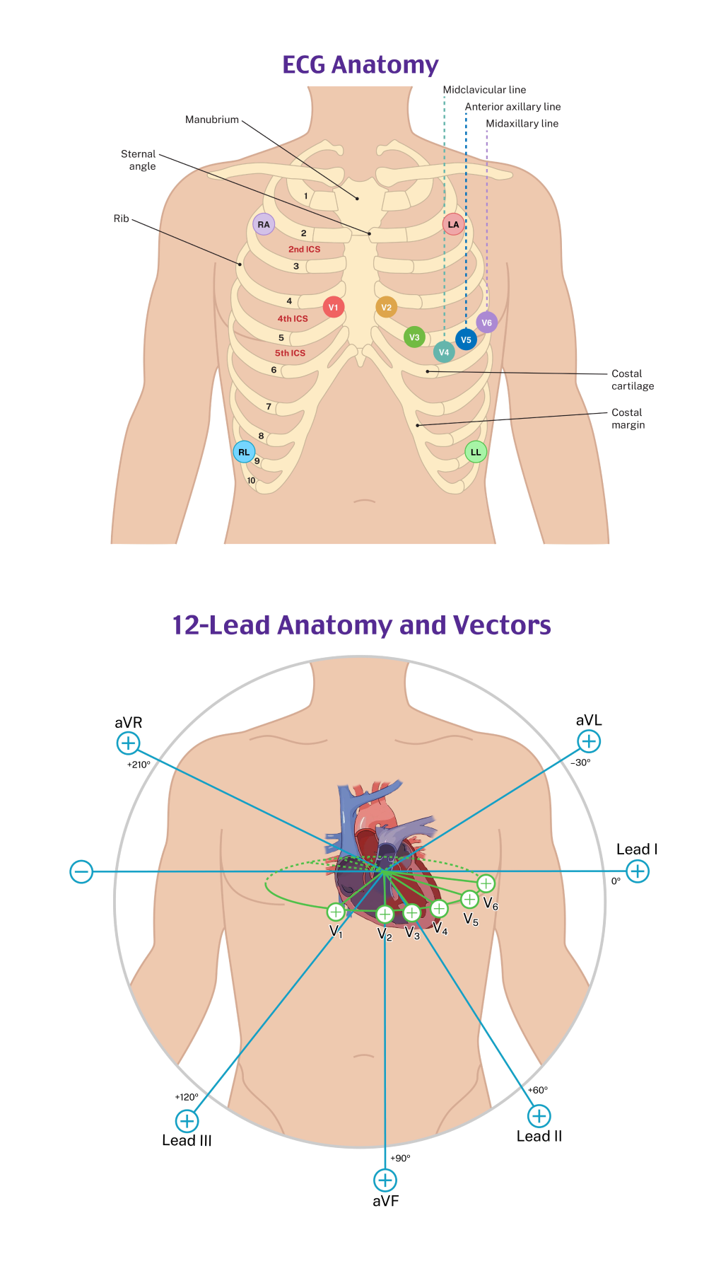 Learn Lead Placement