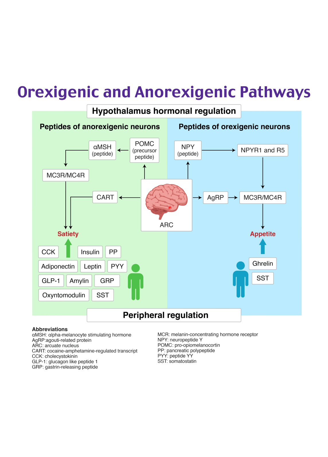 Understand basic concepts regarding obesity as a chronic disease