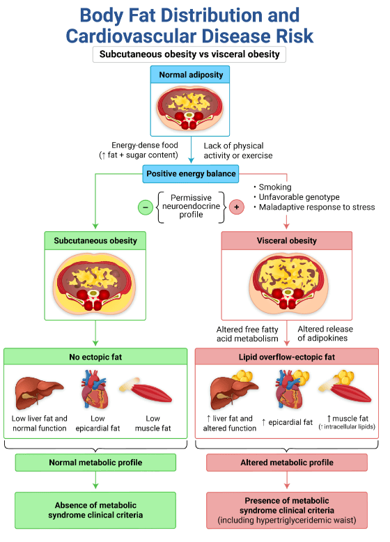 Functions and Benefits of Adiponectin